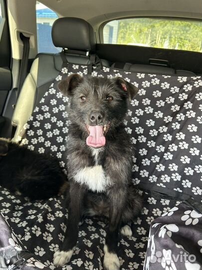 Малекий песик в отлове. Нужен дом