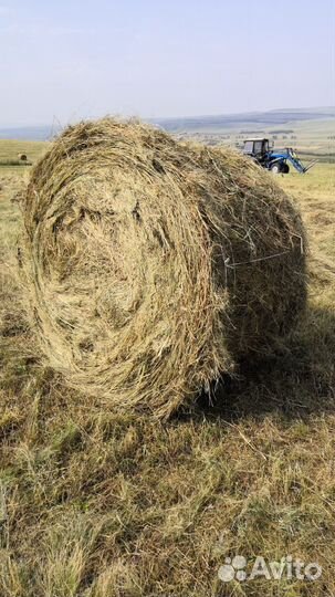 Продам сено в рулонах