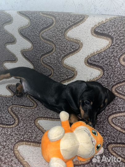 Щенок таксы