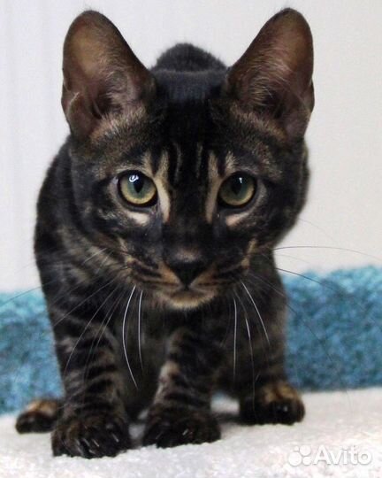 Черные бенгалы чакроал