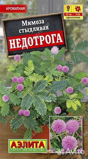 Мимоза стыдливая семена