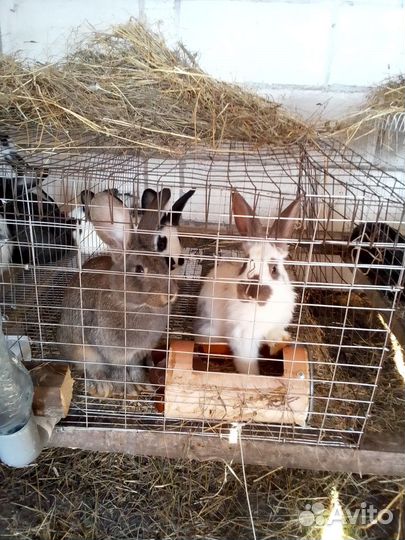 Кролики мальчики и девочки возраст 3 мес, 1,5 мес