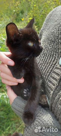 Котята в добрые руки бесплатно кошка кот котики