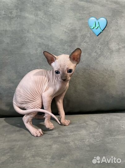 Канадский сфинкс