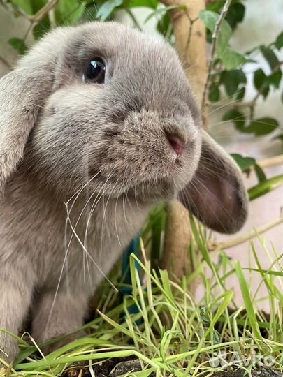 Аренда кролика