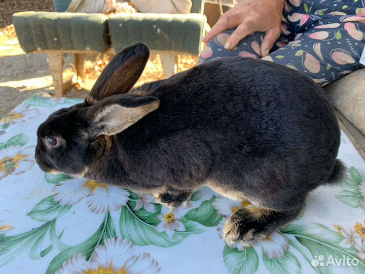 Кролики породы Рэкс