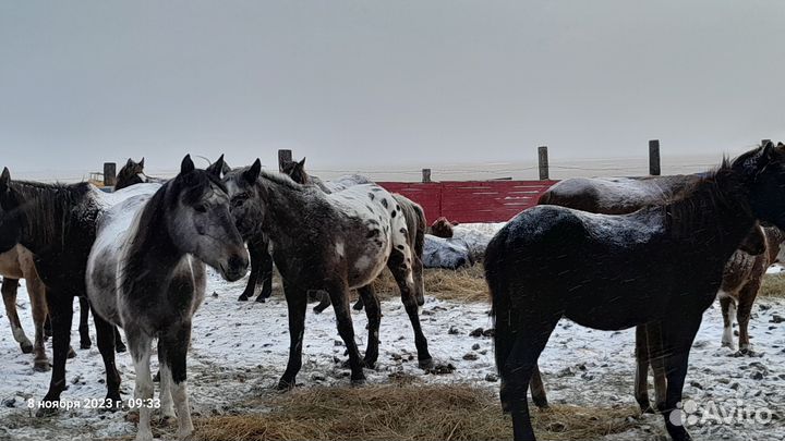 Жеребец 3й год