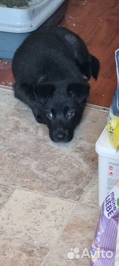 Щенок 2 мес