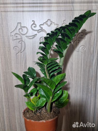 Замиокулькас зензи