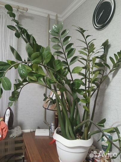 Замиокулькас