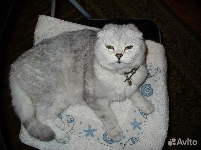 Ветеринар онлайн