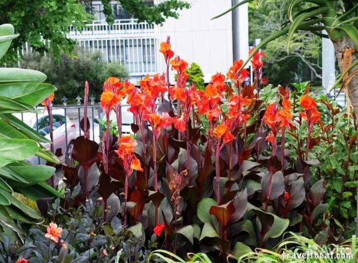 Канна оранжевая Вайоминг