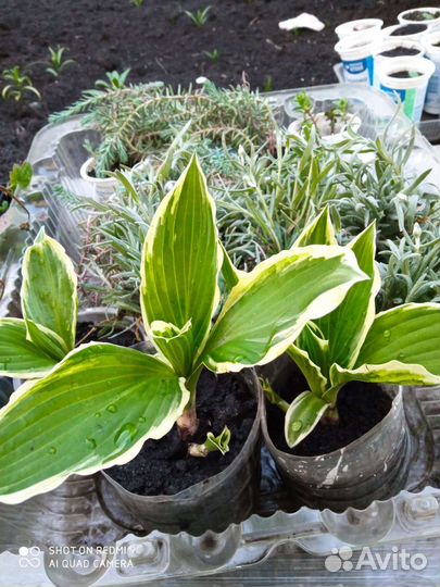 Мускари, Ирис, каменная роза