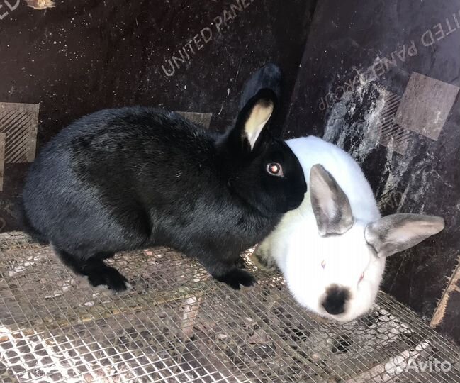 Продам кроликов