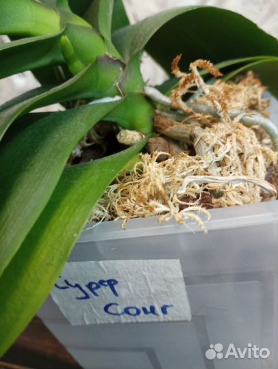 Орхидея фаленопсис Сурф сонг