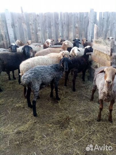 Овцы бараны