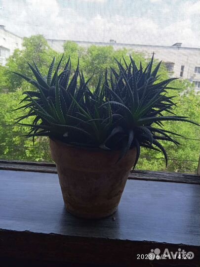 Суккуленты хавортия