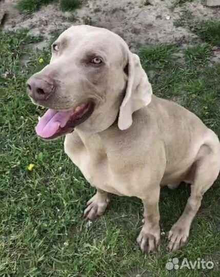 Веймаранер