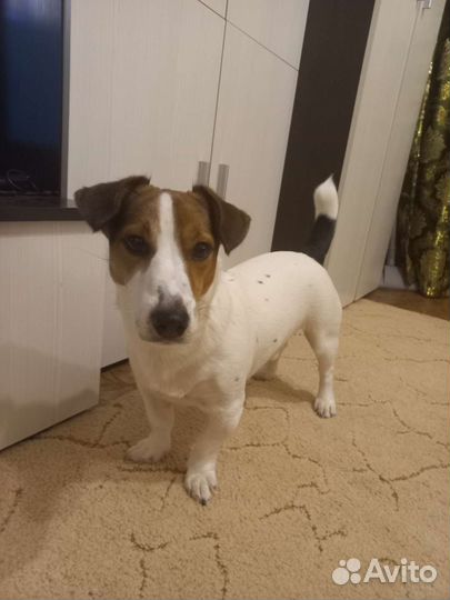 Джек Рассел терьер