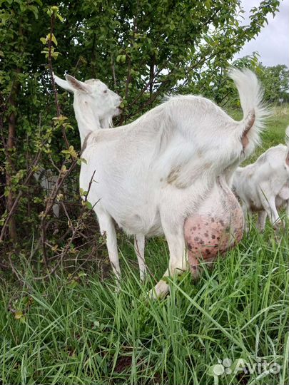 Зааненский козёл