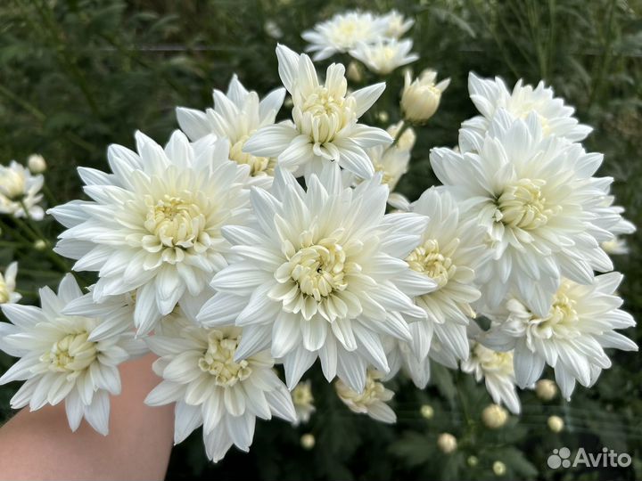 Хризантема