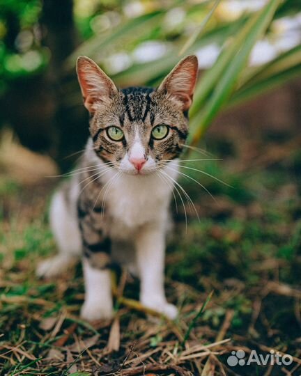 Молодой котик