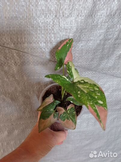 Сингониум, эпипремнум, ктенанта и др