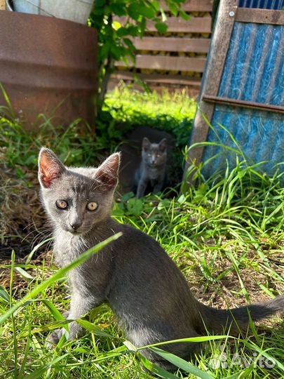 Котята русская голубая