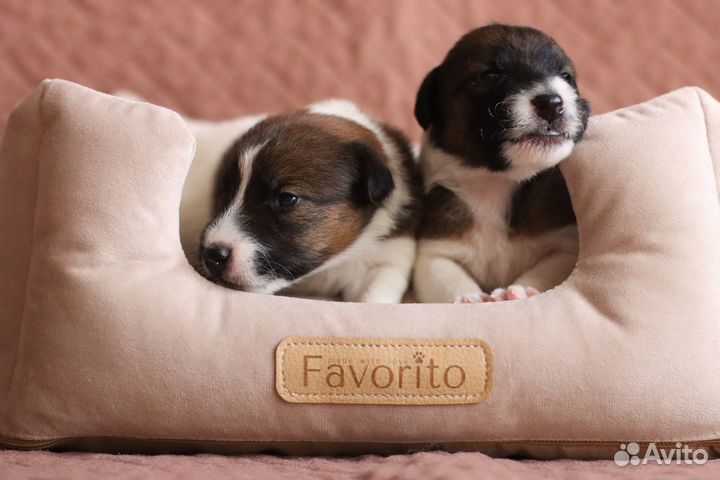 Фокстерьер гладкошерстный