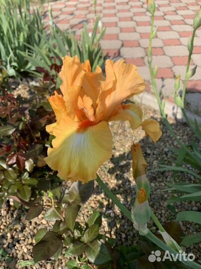 Ирис бородатый