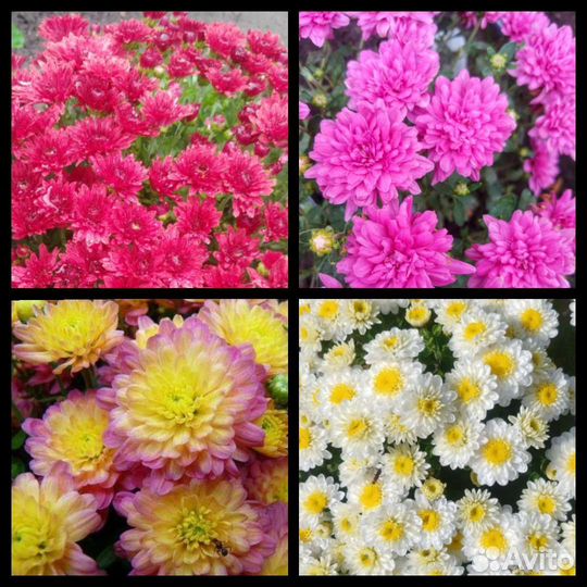 Рассада хризантемы шаровидной