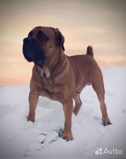 Бурбуль вязка