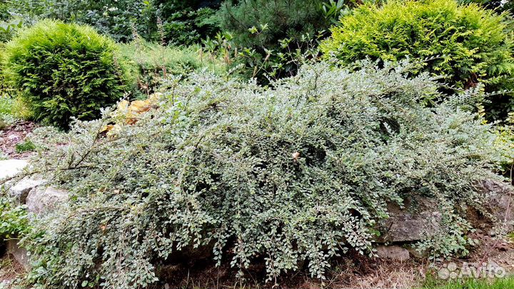 Кизильник вариегатус