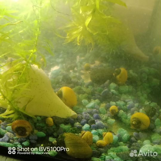 Аквариумные улитки Ампулярии