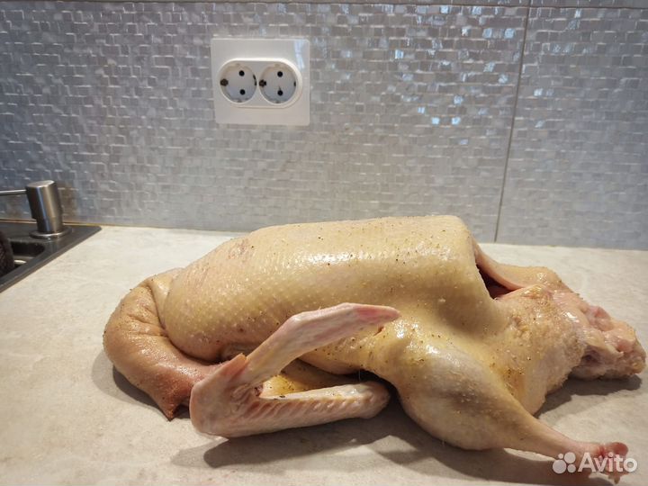 Утка домашняя мясо