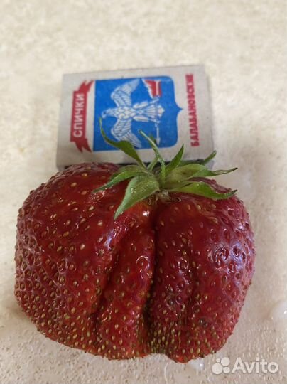 Клубника Camarosa рассада