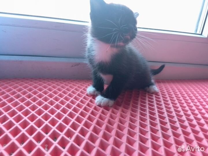 Котик бесплатно