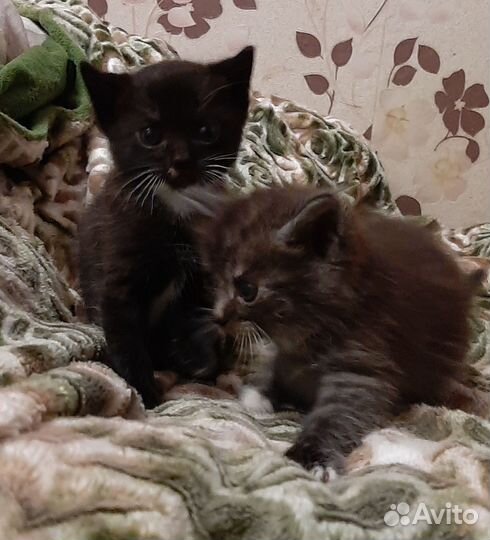 Котики в самые добрые ручки