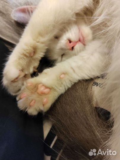 Котёнок девочка в добрые руки