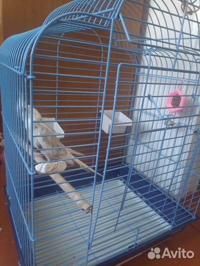 Попугай корелла с клеткой