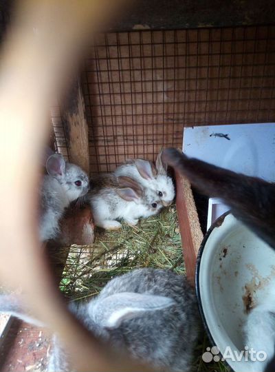 Кролики мясных пород