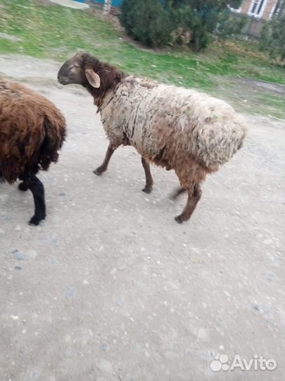 Овцы бараны