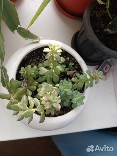 Суккуленты