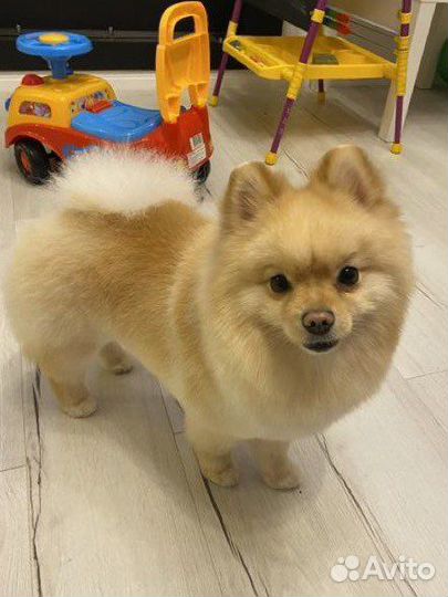 Шпиц для вязки