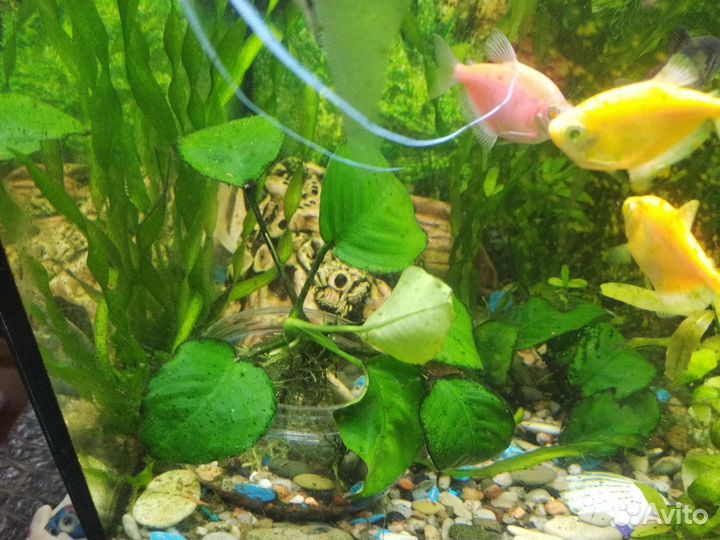 Валинсерия, гигрофила, анубиас