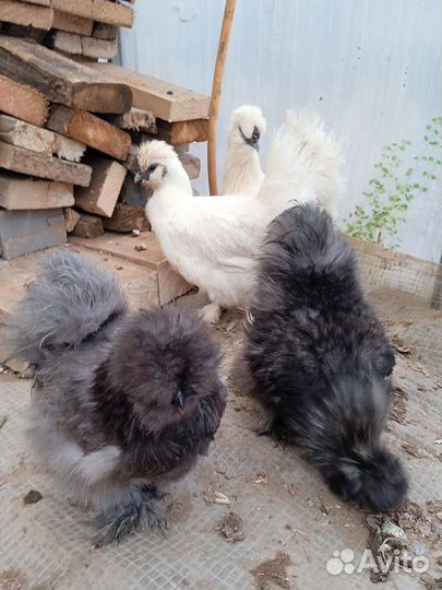 Китайские шелковые курочки