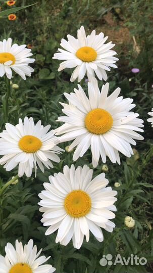 Ромашка крупная. Многолетники