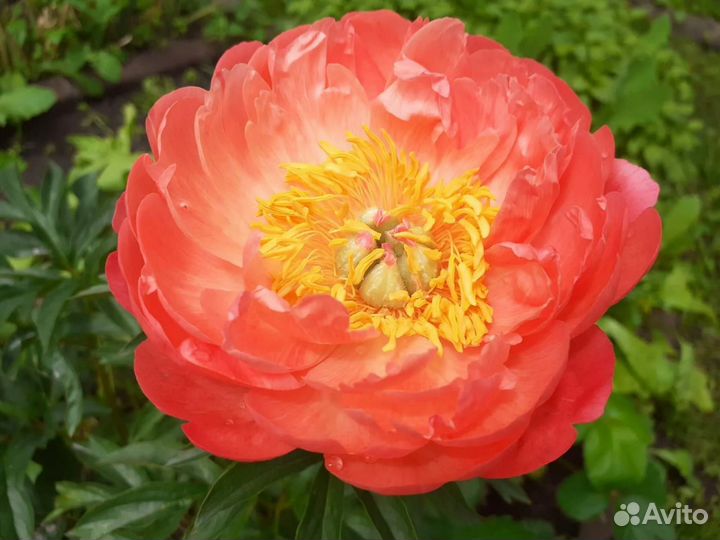 Пион Корал Чарм