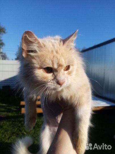 Отдам в хорошие руки котенка Казань