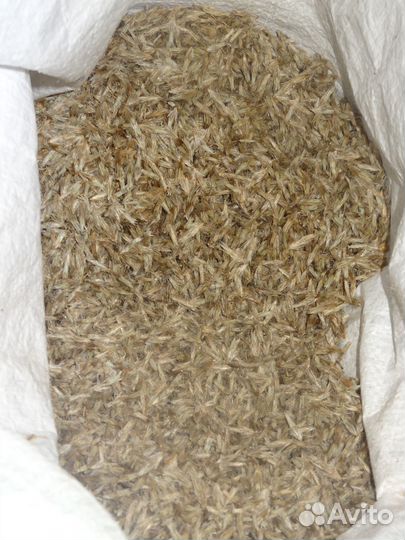 Мордовник шароголовый семена